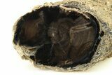 Long, Petrified Wood (Schinoxylon) Limb - Blue Forest, Wyoming #274821-1